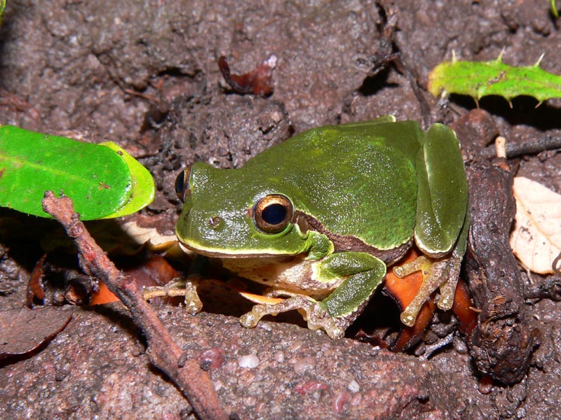 Hyla intermedia in corteggiamento